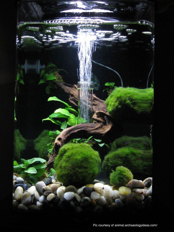 The Many & Varied Uses of Decorative Pebble