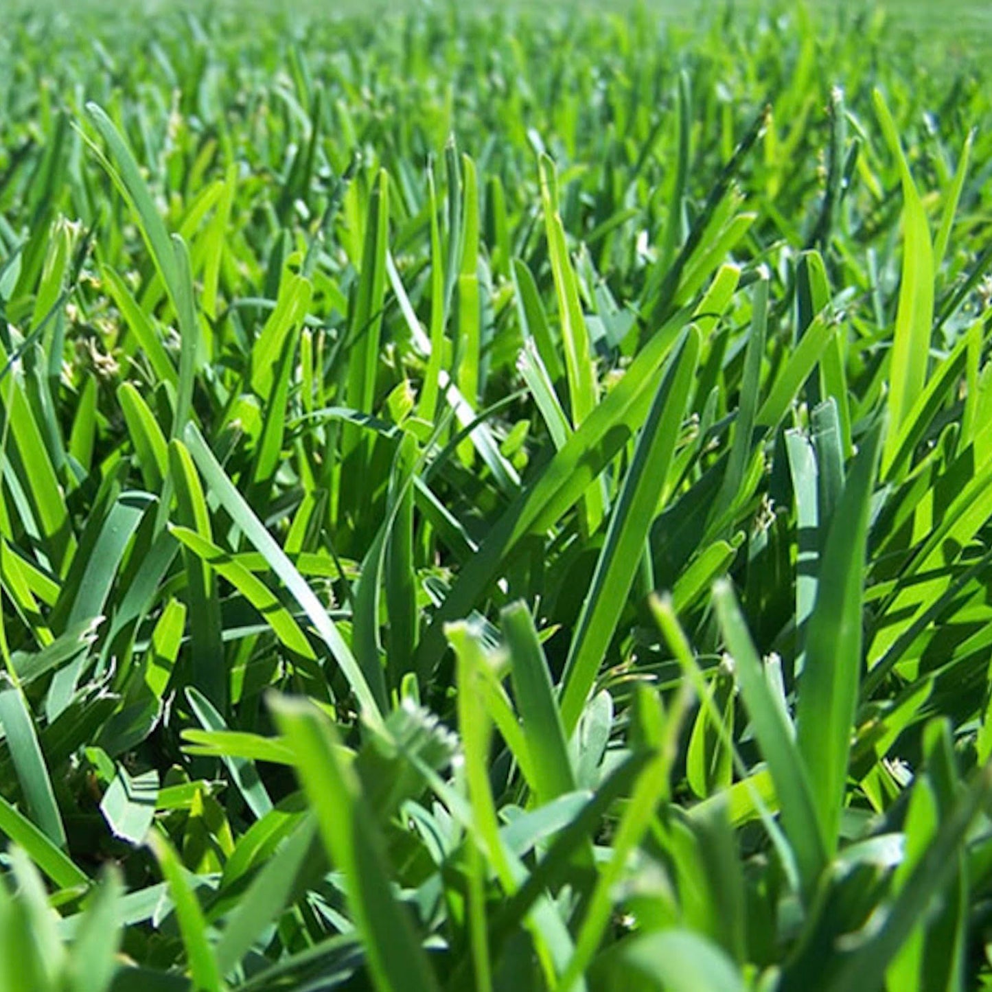 Soil Fertilised Top Dress Mix