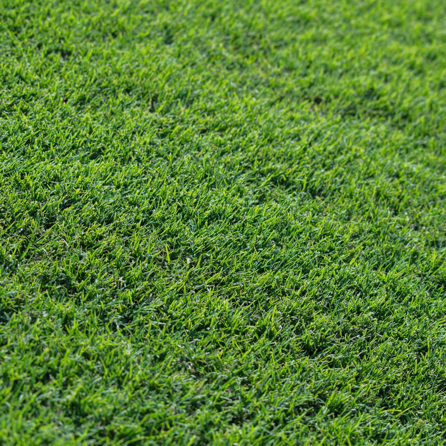 Soil Budget Underturf Mix