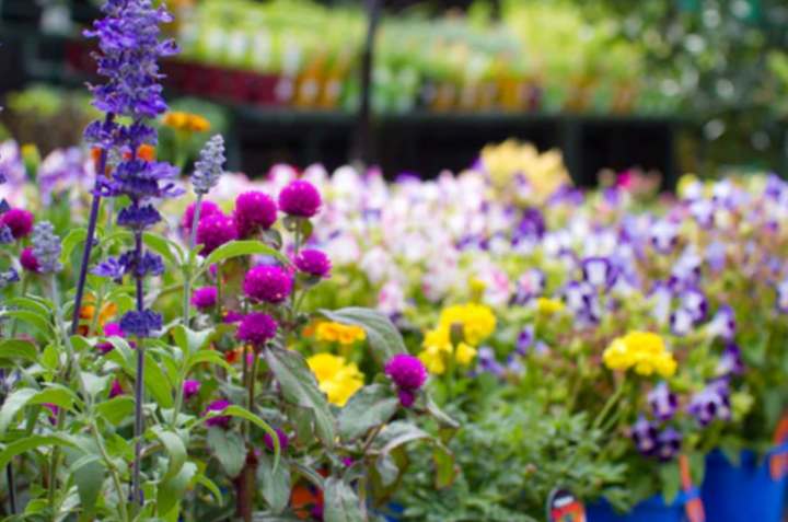 Manawee Garden Centre: where plants are pleasure