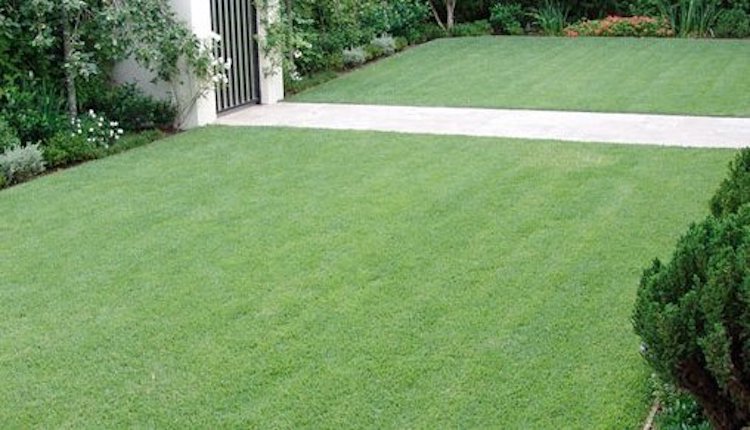 Ten Tips to Ensure Your Turf Thrives