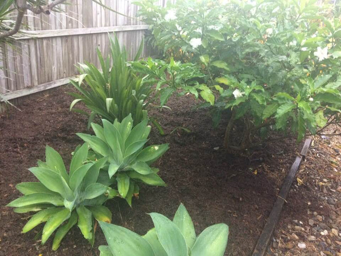 Autumn is a great time to mulch