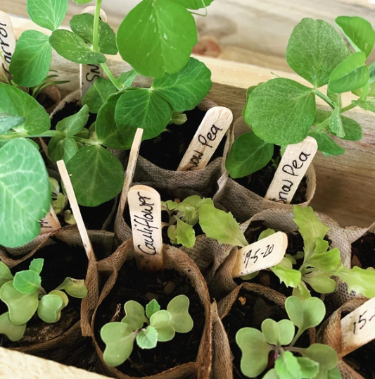 Grow Your Own Veggies. Easy, Healthy & Tasty!