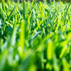 Turf