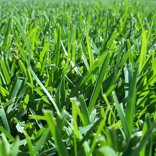 Soil Fertilised Top Dress Mix