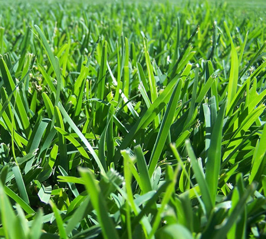 Turf Matilda