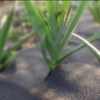 HW WEEDMAT 1.8m x 20m